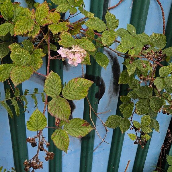 Rubus ulmifolius Costuma