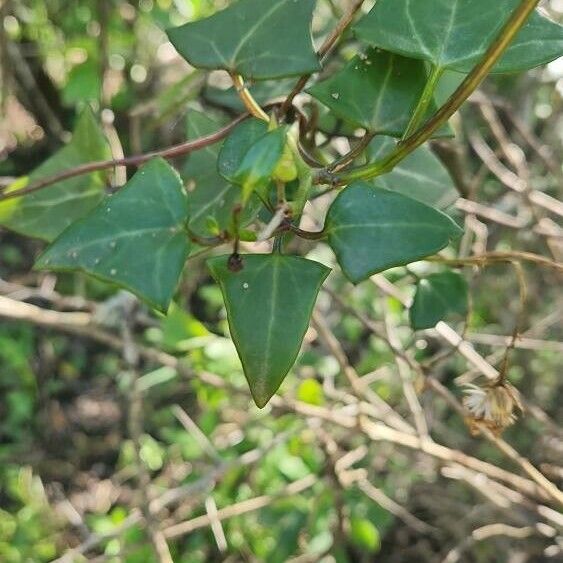 Senecio macroglossus List