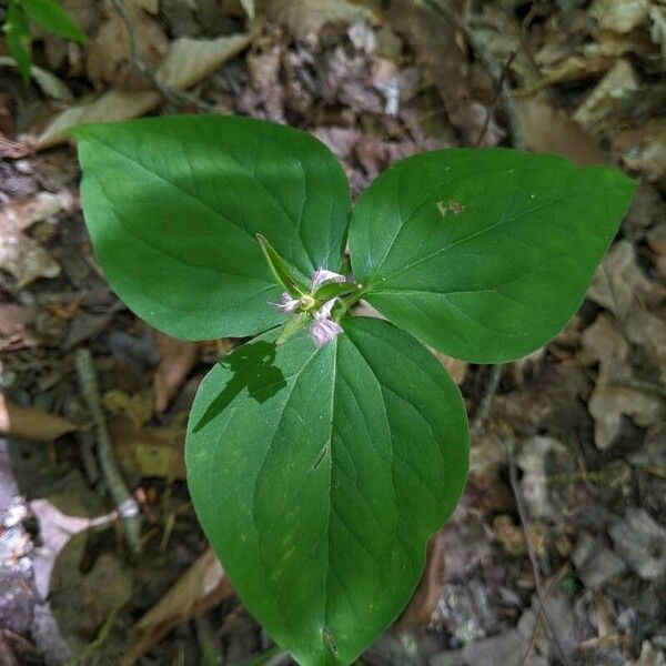 Trillium undulatum Lapas