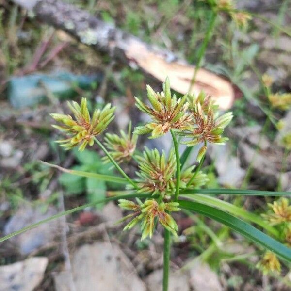 Cyperus eragrostis Lapas