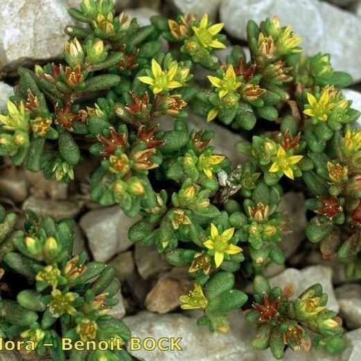 Sedum litoreum Pokrój