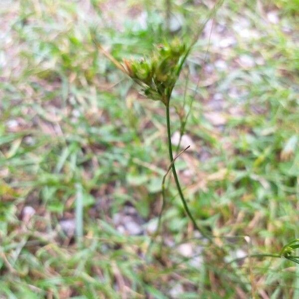 Juncus tenuis 花