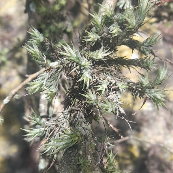 Tillandsia tricholepis Habitat