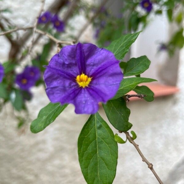 Lycianthes rantonnetii Flor