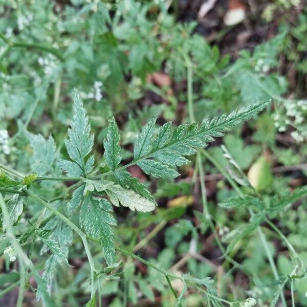 Torilis arvensis Blad