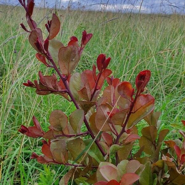 Ximenia americana Leaf