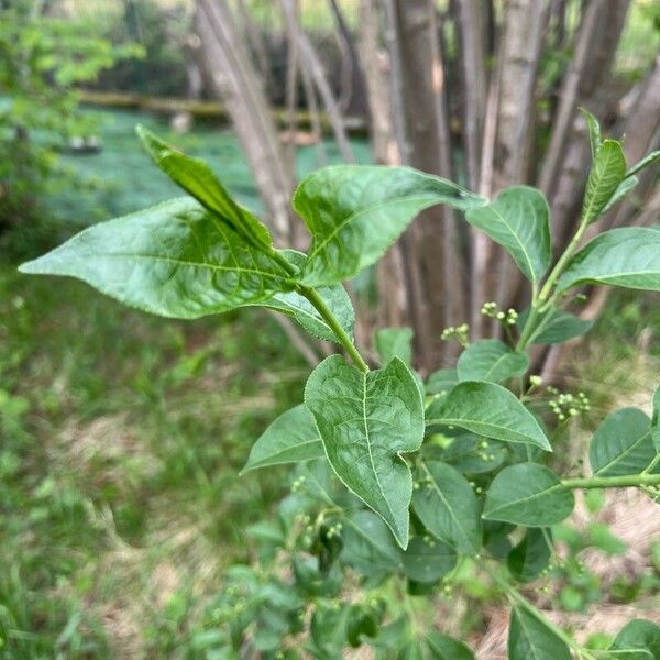 Euonymus atropurpureus List