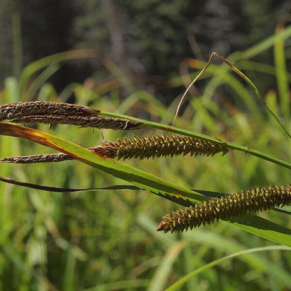 Carex aquatilis Habitus