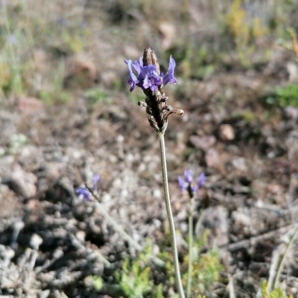 Lavandula multifida Kukka