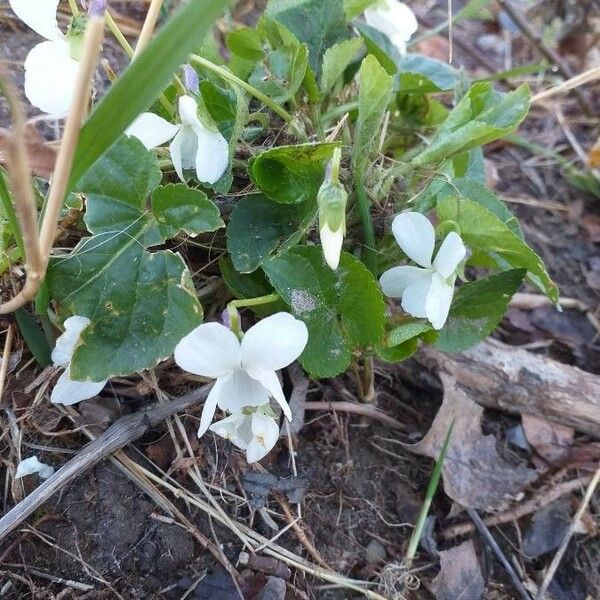 Viola alba Flower