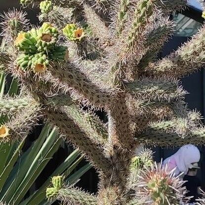 Cylindropuntia imbricata Συνήθη χαρακτηριστικά