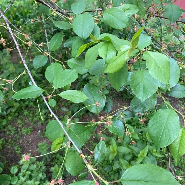 Prunus cerasus Лист