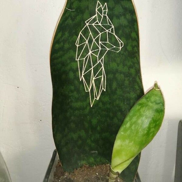 Sansevieria masoniana 葉