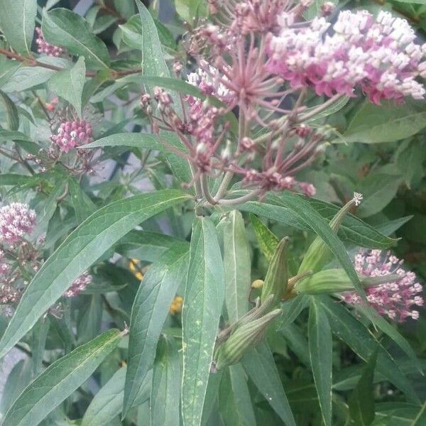 Asclepias incarnata Blüte