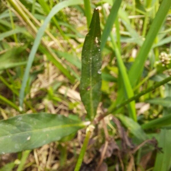 Persicaria maculosa Levél