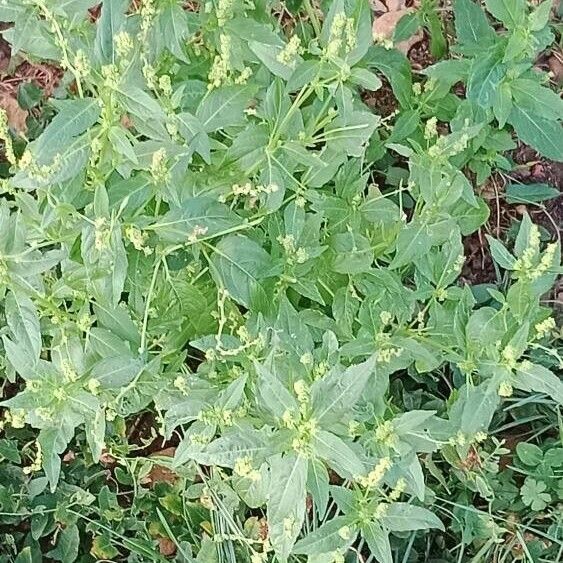 Mercurialis annua عادت داشتن