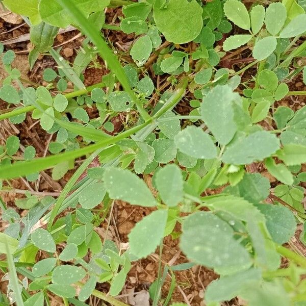 Melilotus officinalis Blad