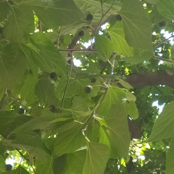 Celtis occidentalis Fruit