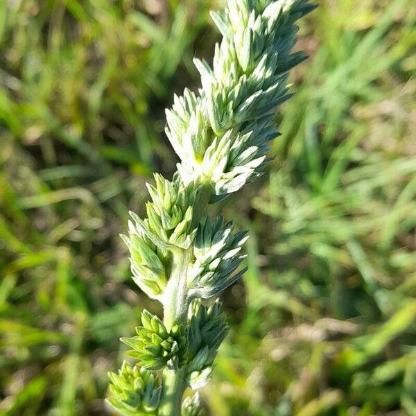 Orthopappus angustifolius Kwiat