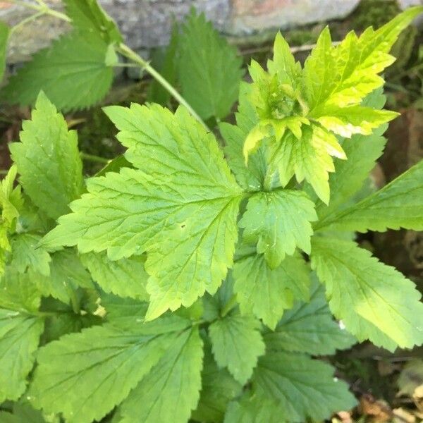 Geum macrophyllum Blad