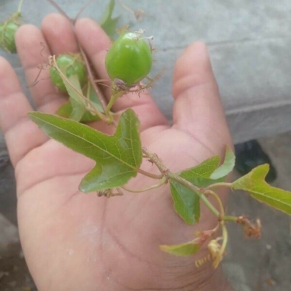 Passiflora ciliata Плод