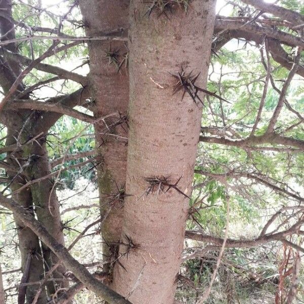 Gleditsia triacanthos Bark