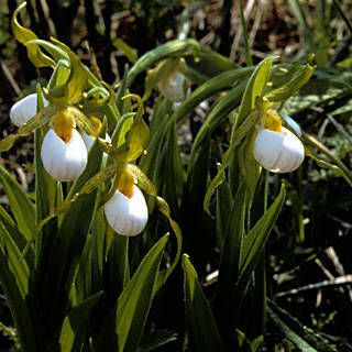 Cypripedium candidum Plante entière