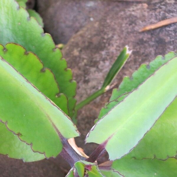 Kalanchoe pinnata पत्ता