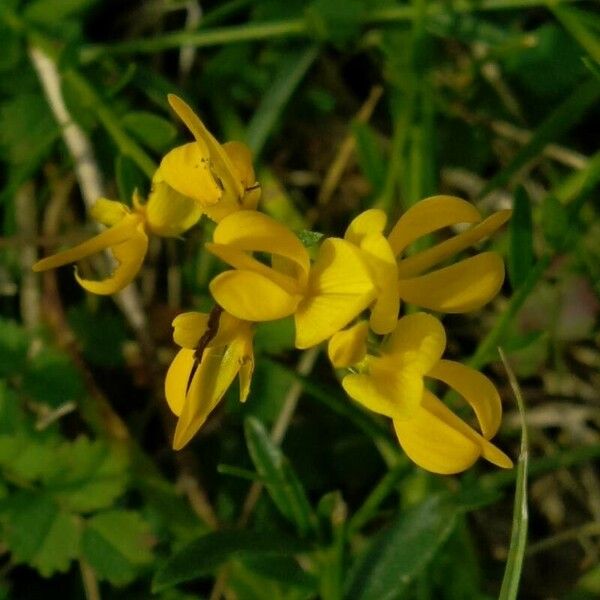 Genista tinctoria Flower