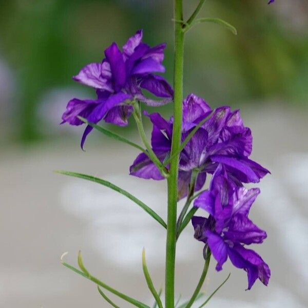 Delphinium ajacis Flower