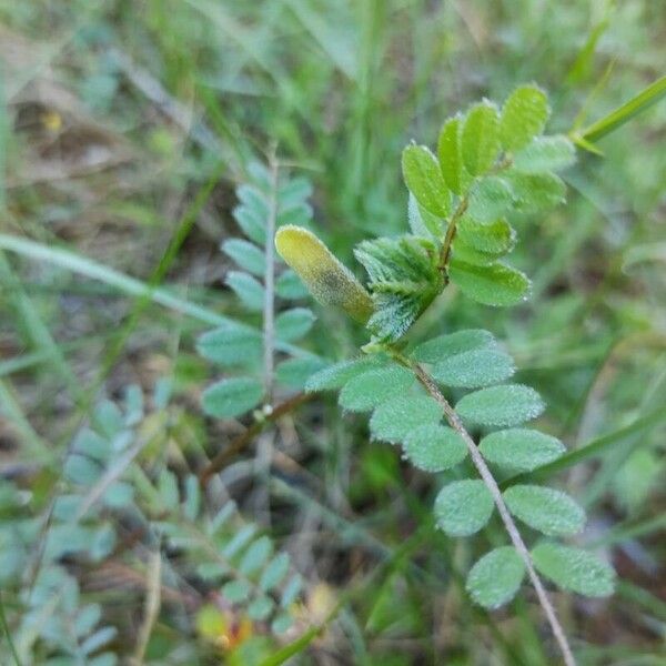 Vicia hybrida Květ