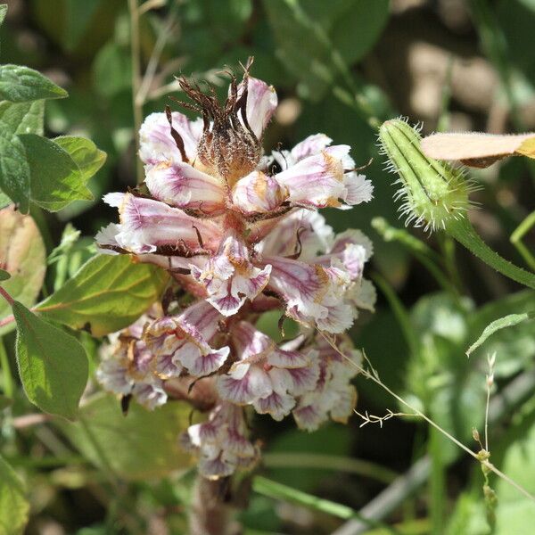 Orobanche crenata Blodyn