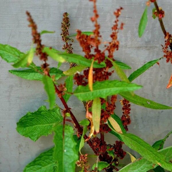 Rumex conglomeratus Flower