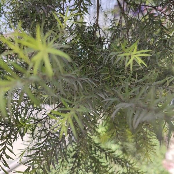 Melaleuca bracteata Leaf