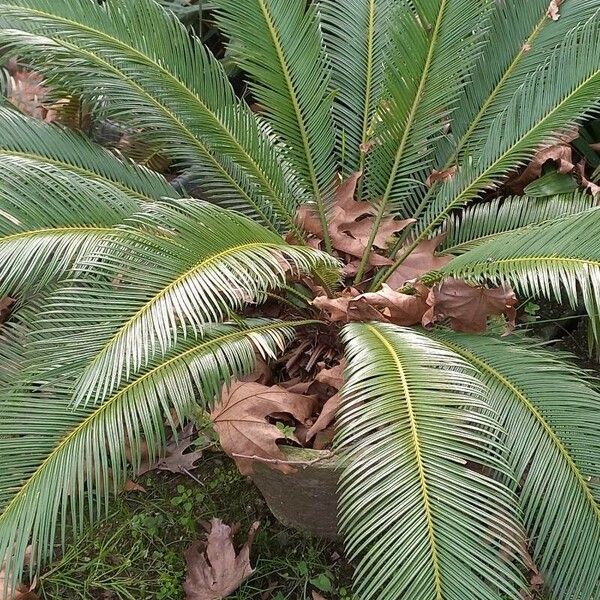 Cycas revoluta Листок