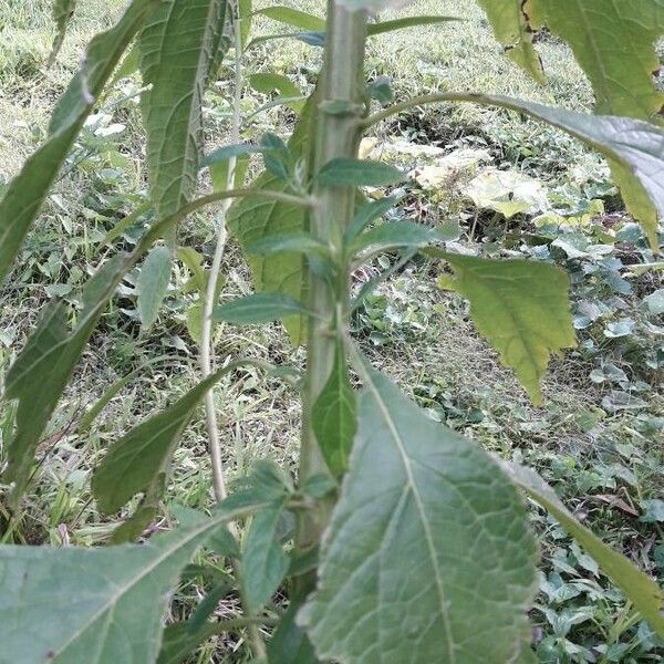 Neurolaena lobata Bark