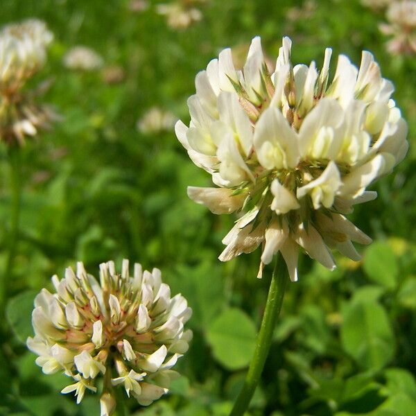 Trifolium repens Blomst