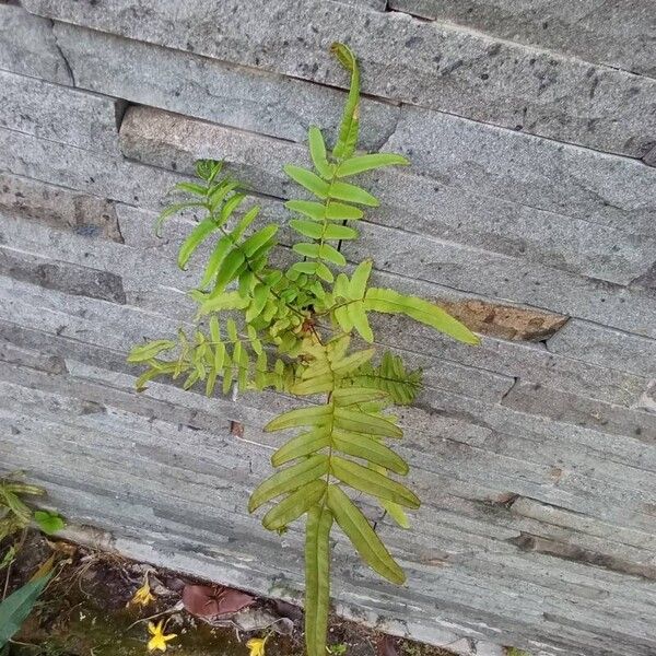 Pteris vittata ഇല