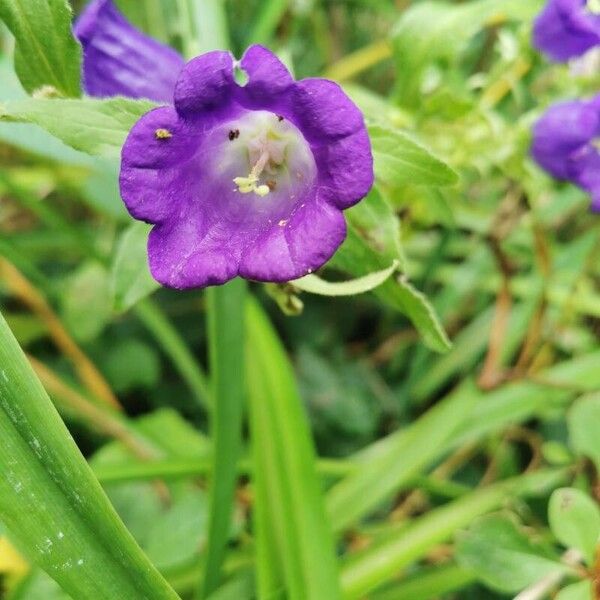 Campanula medium Blomma