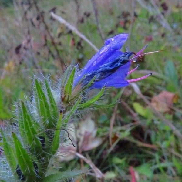 Echium vulgare പുഷ്പം