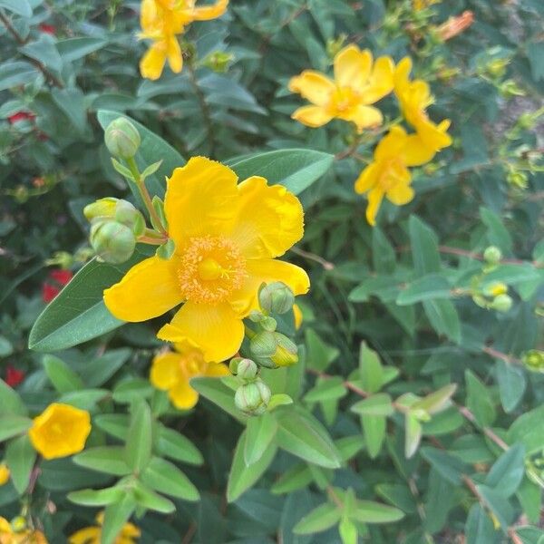 Hypericum × hidcoteense Flower