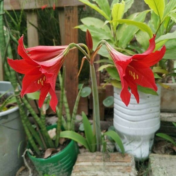 Hippeastrum reginae Flower