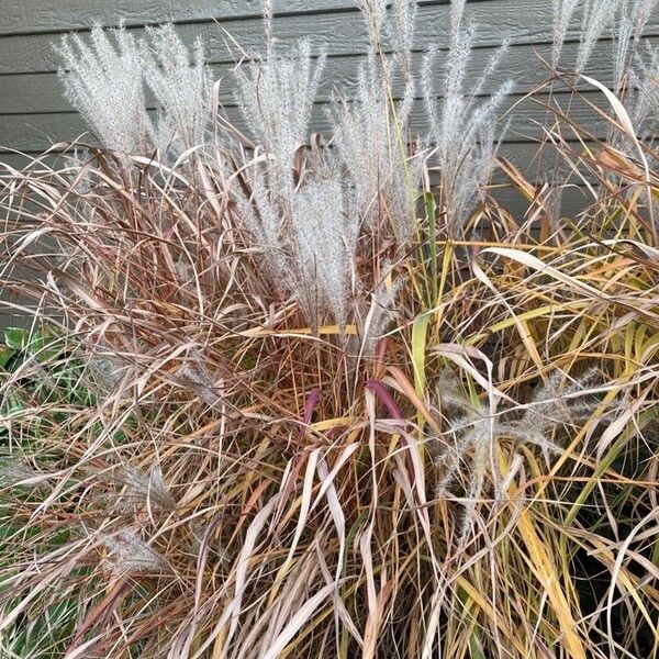 Miscanthus sinensis 葉