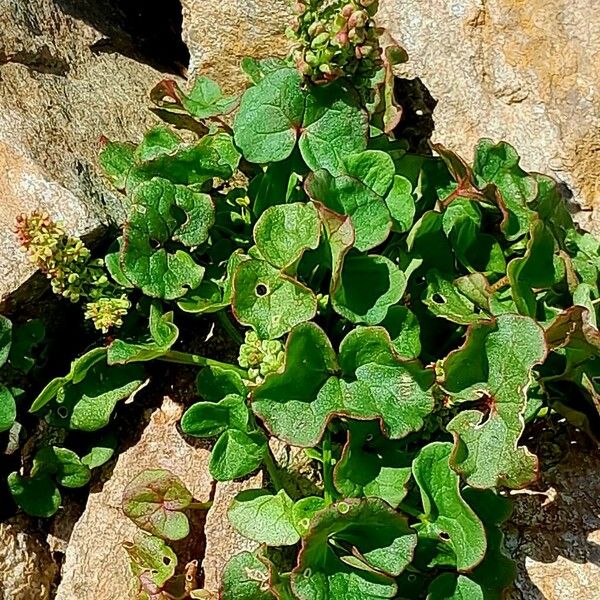 Oxyria digyna Habit