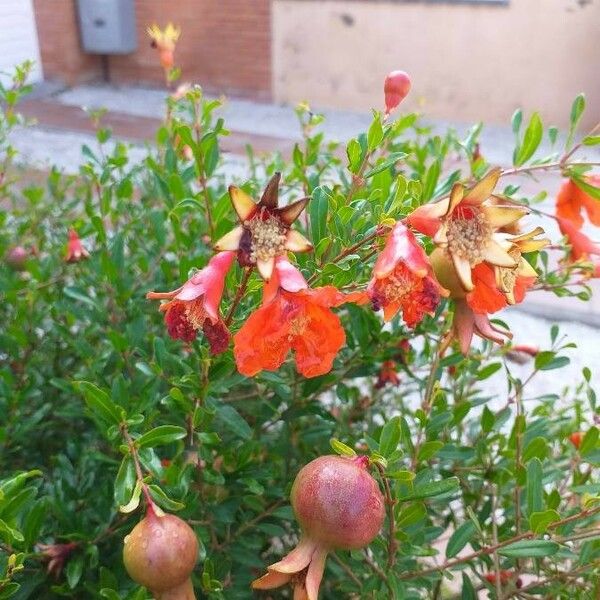 Punica granatum Квітка