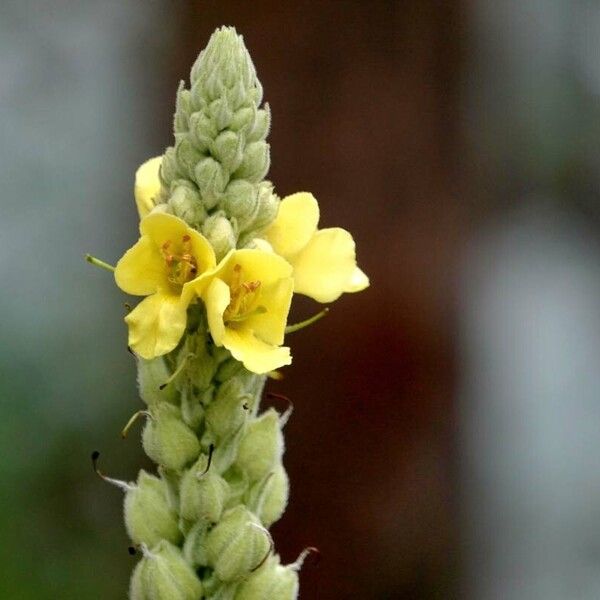 Verbascum thapsus Flor