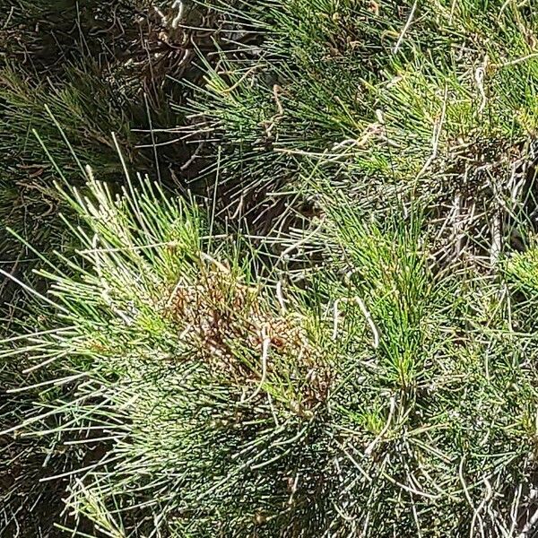 Casuarina cunninghamiana পাতা