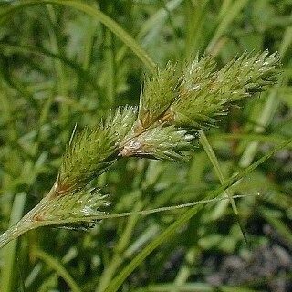 Carex tribuloides Плод