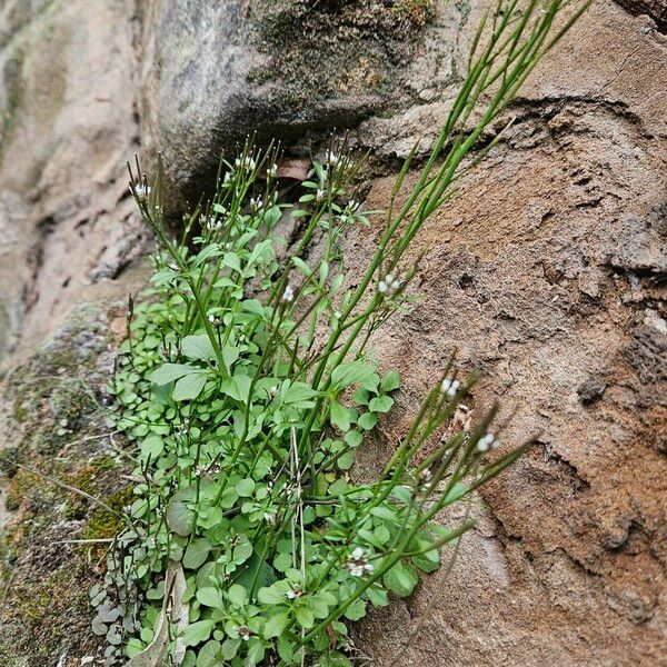 Cardamine hirsuta 形態