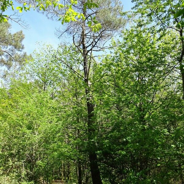 Pinus pinaster Habitus